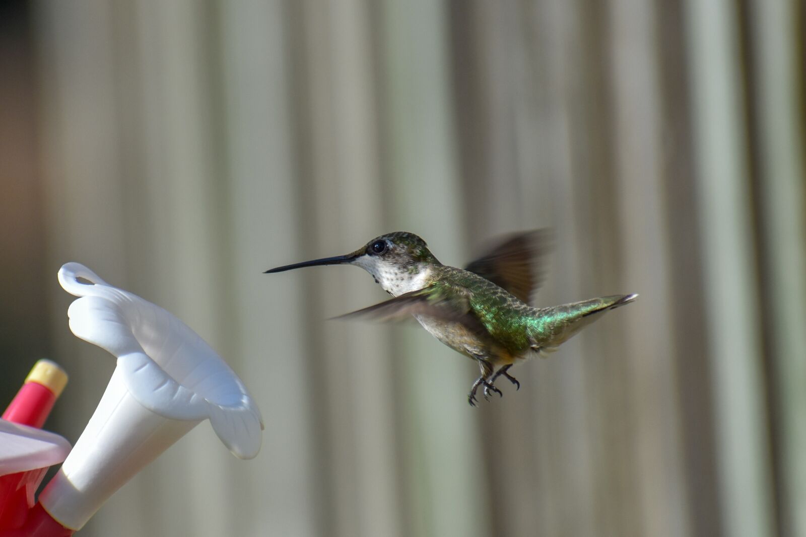 Nikon D3400 sample photo. Bird, nature, hummingbird photography