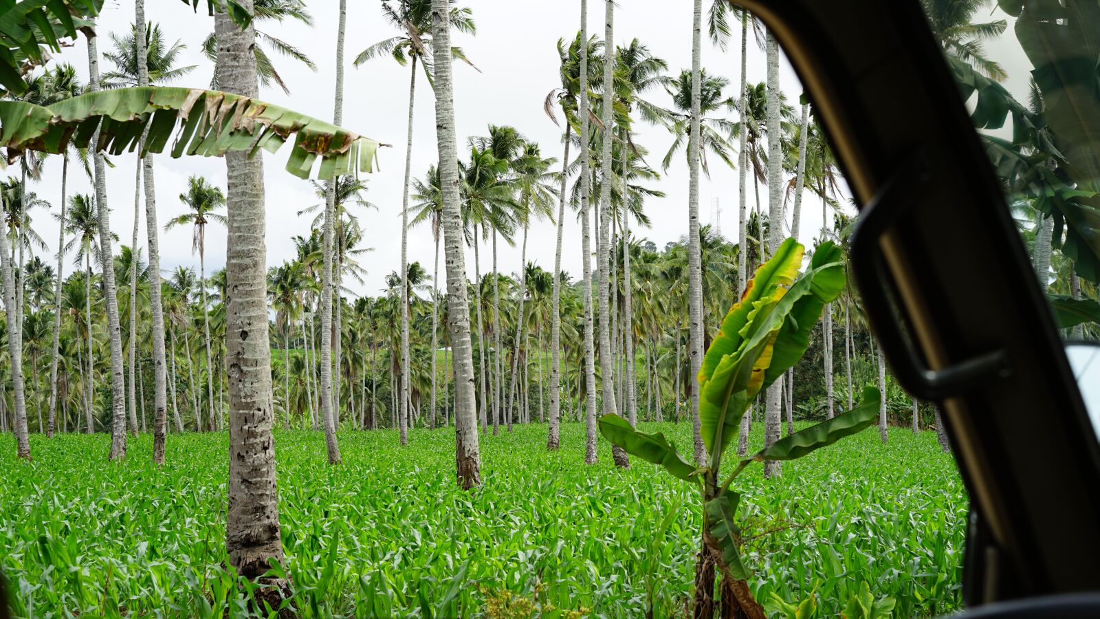 Sony a7 II + Sony Sonnar T* FE 55mm F1.8 ZA sample photo. Palm trees, coconut trees photography