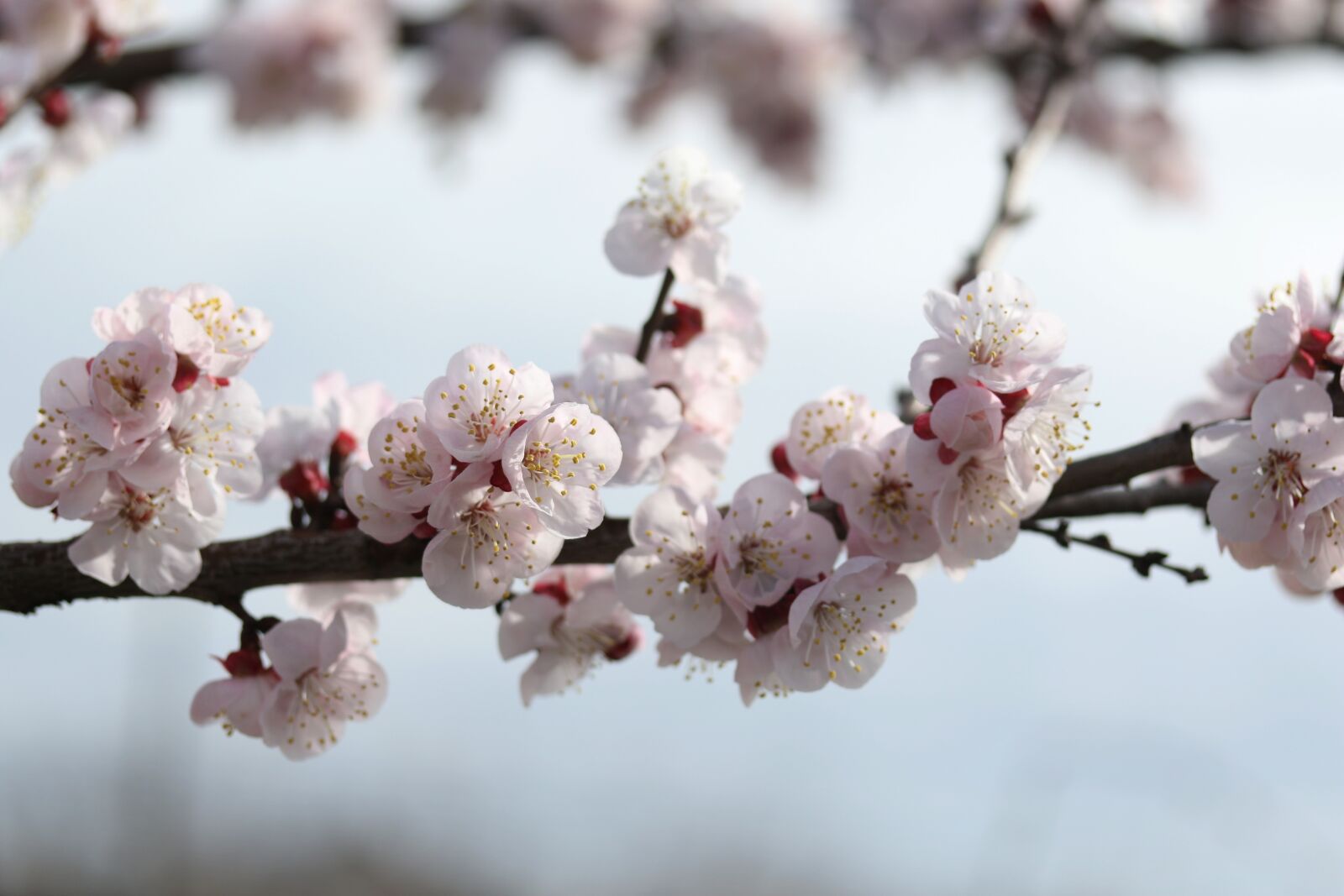 Canon EF-S 60mm F2.8 Macro USM sample photo. Flowers, white, spring photography
