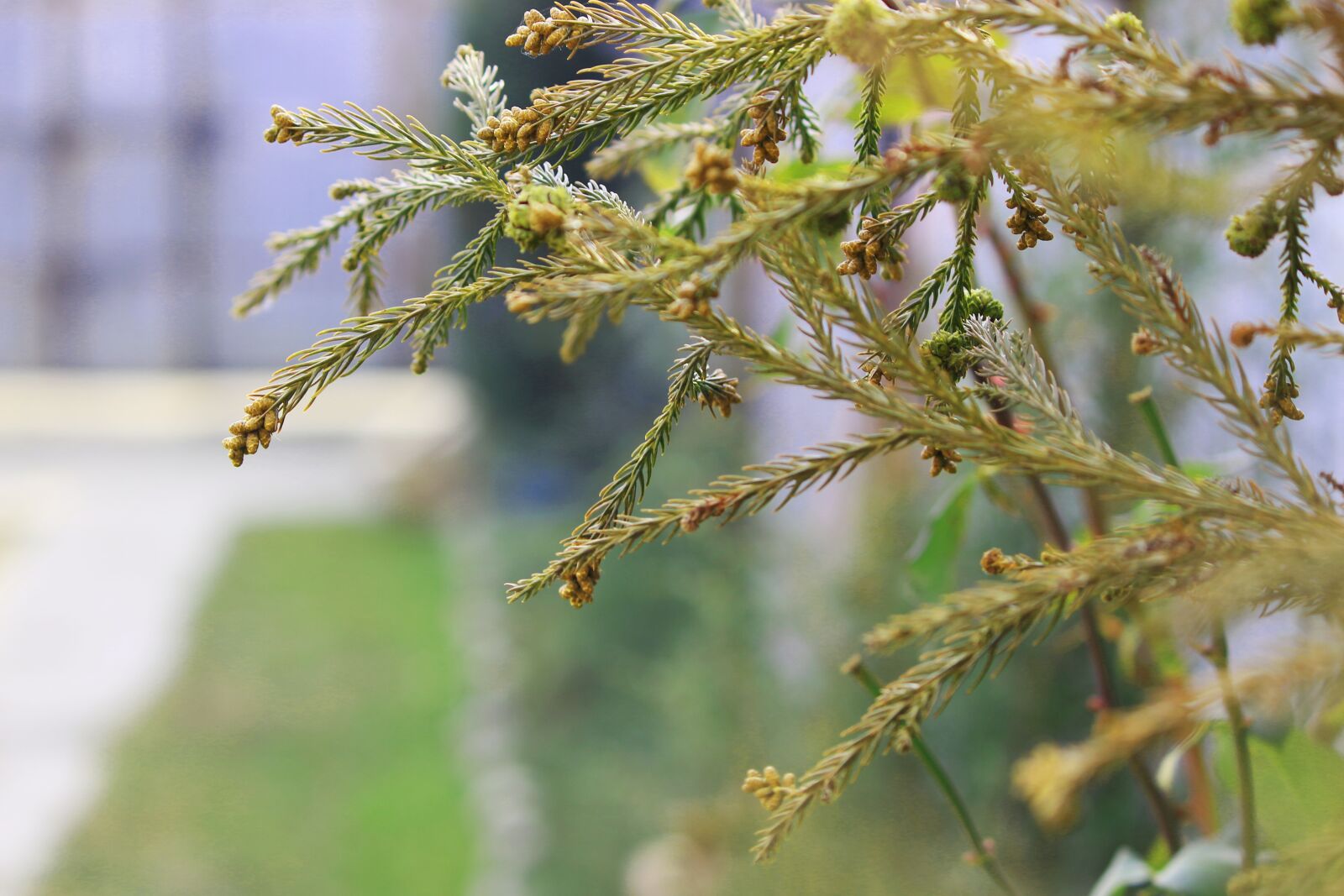 Canon EOS 700D (EOS Rebel T5i / EOS Kiss X7i) sample photo. Tree, flower, branch photography