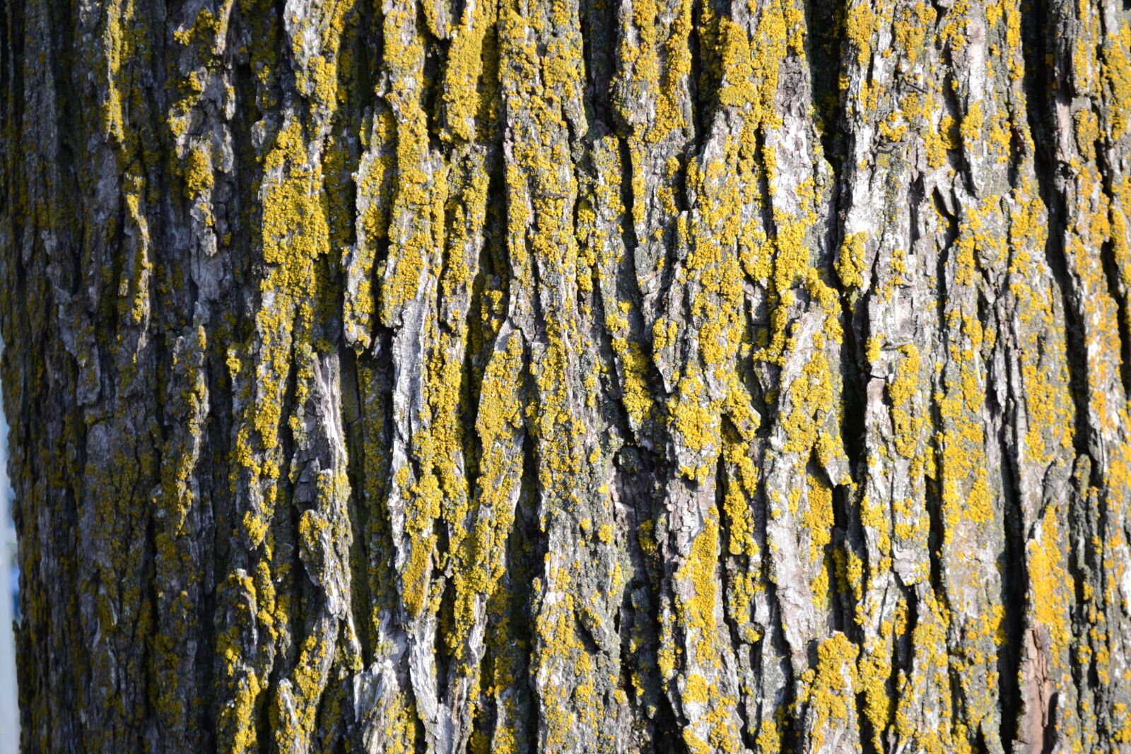 Nikon D3100 sample photo. Tree, texture, natural photography