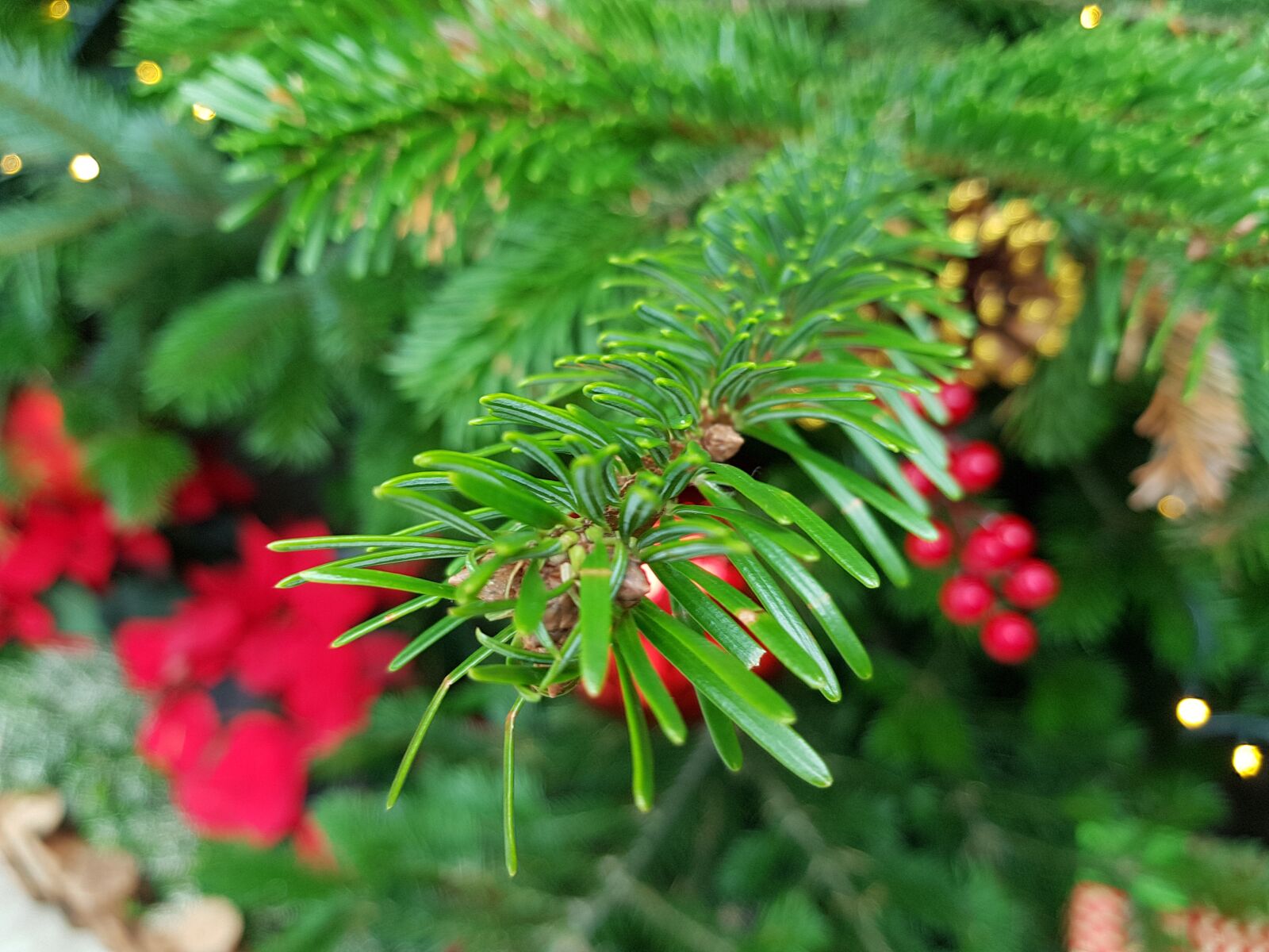 Samsung Galaxy Note Fan Edition sample photo. Christmas, pine, tree photography