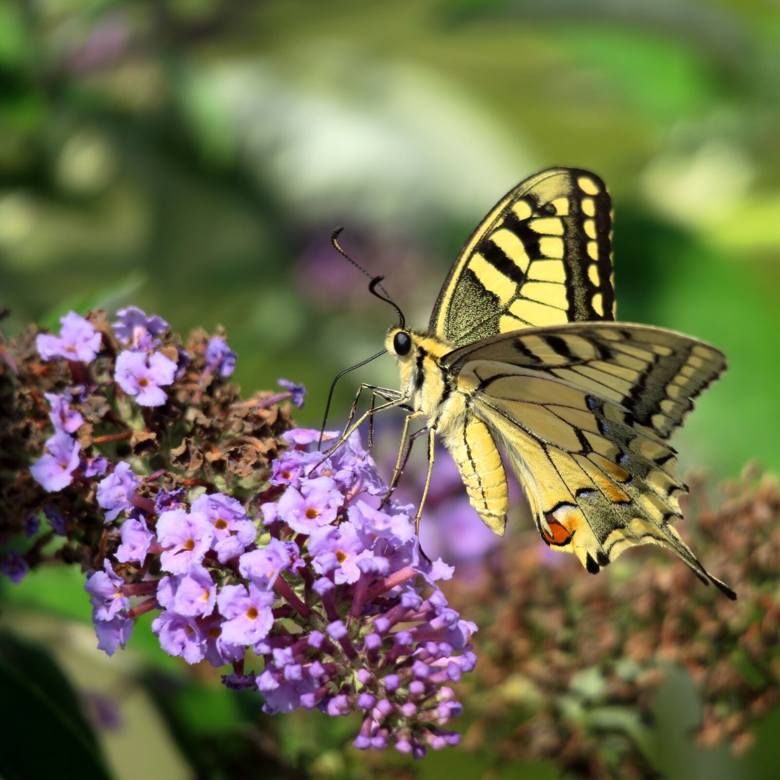 Canon PowerShot G3 X sample photo. Butterfly, dovetail, insect photography