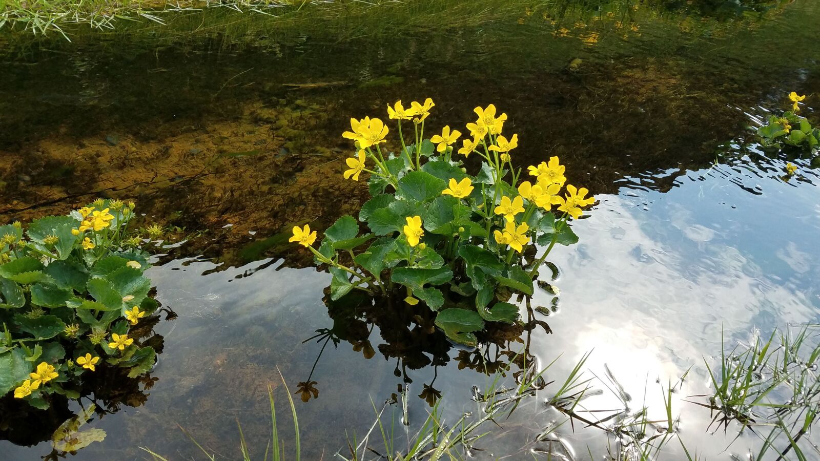 Samsung Galaxy S7 sample photo. Water, flowers, plant photography