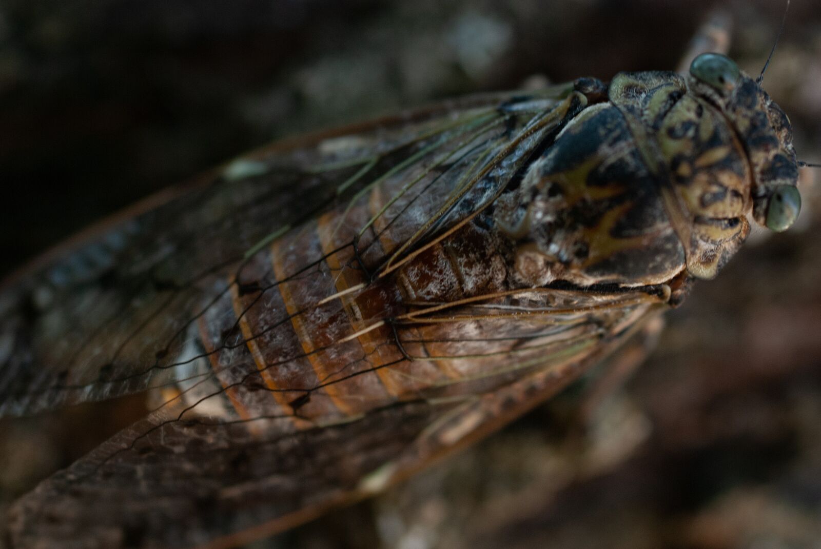 Nikon D80 sample photo. Cicada, macro, close up photography