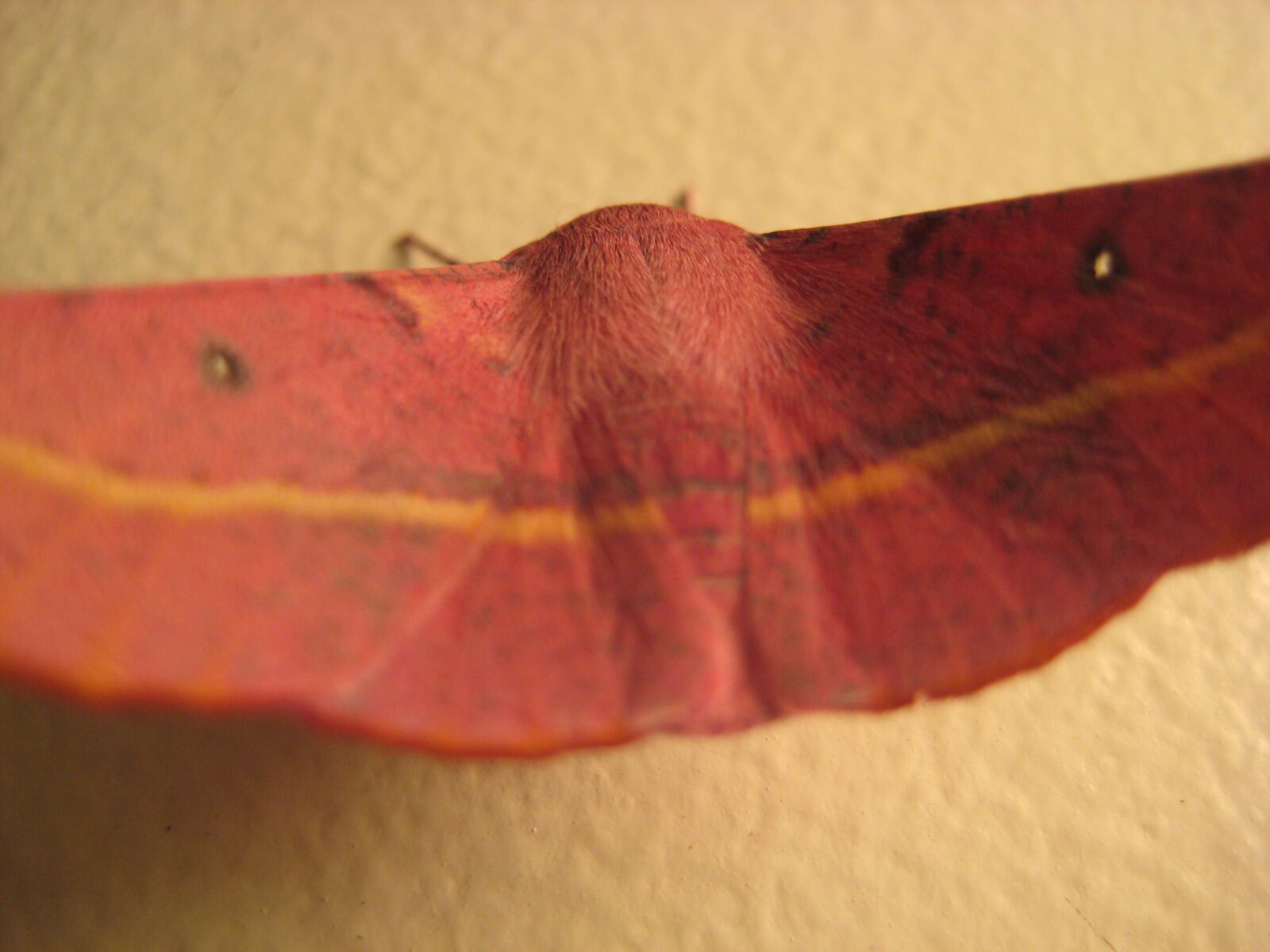 Canon DIGITAL IXUS 70 sample photo. Moth, red, animal photography