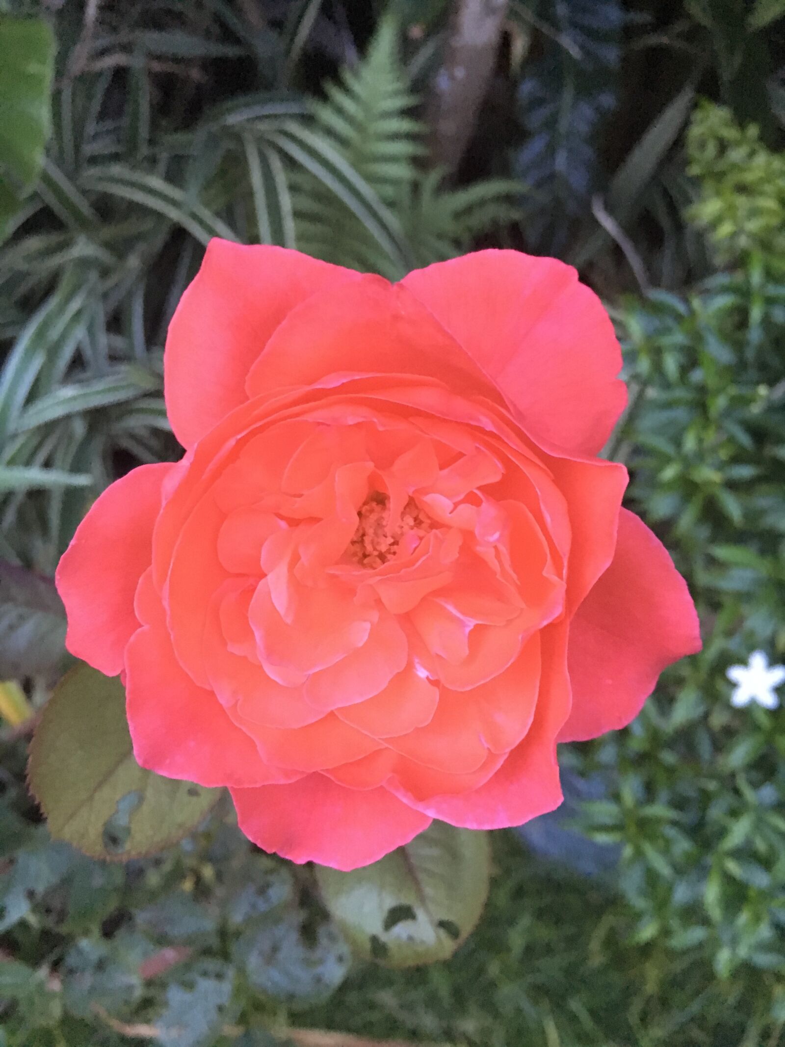 Apple iPhone 6s sample photo