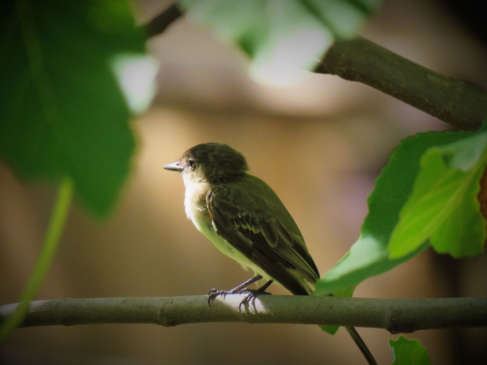 Canon PowerShot SX60 HS sample photo. Bird, tiny, wildlife photography