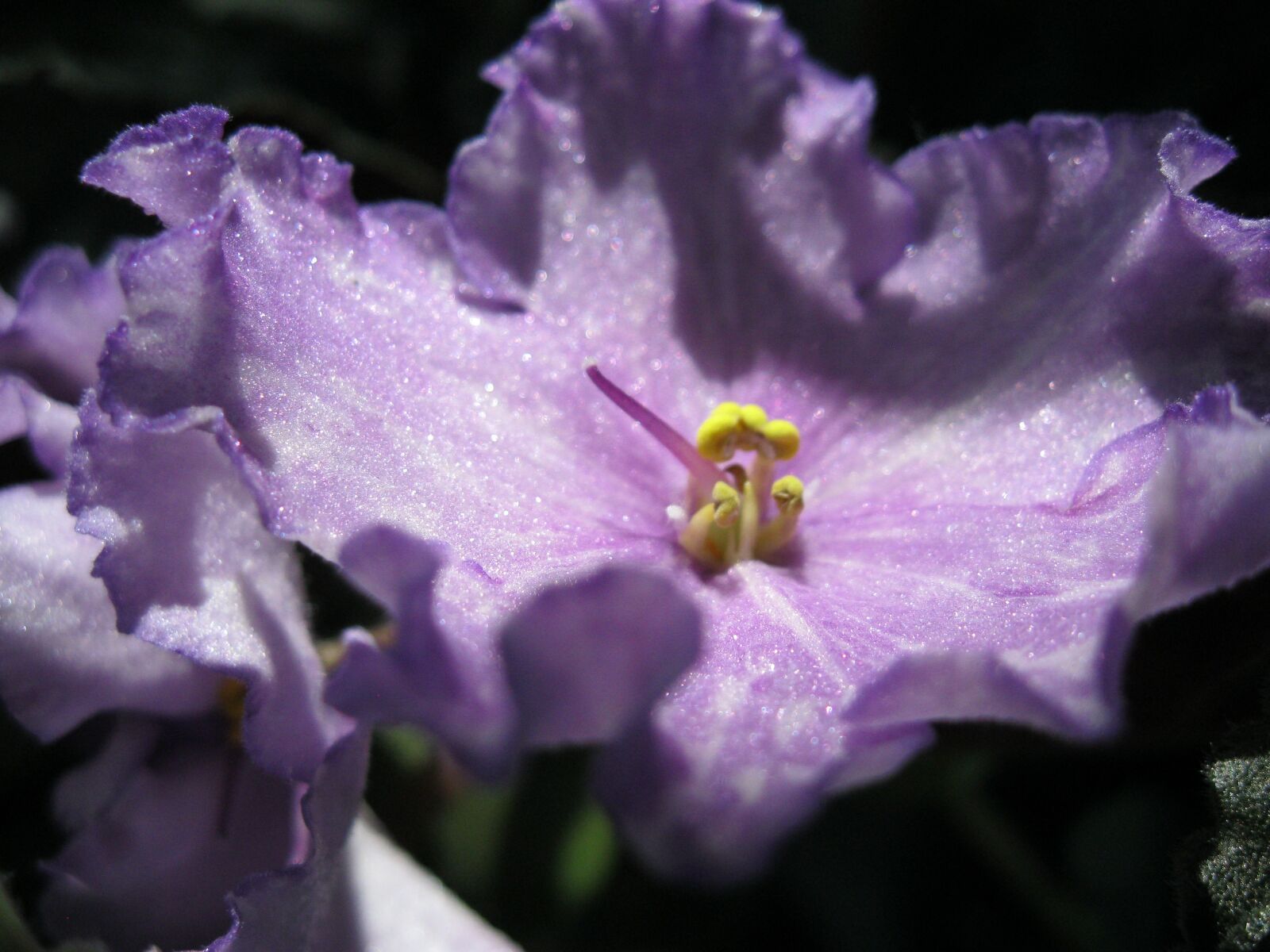 Canon PowerShot A3000 IS sample photo. Flower, violet, purple photography