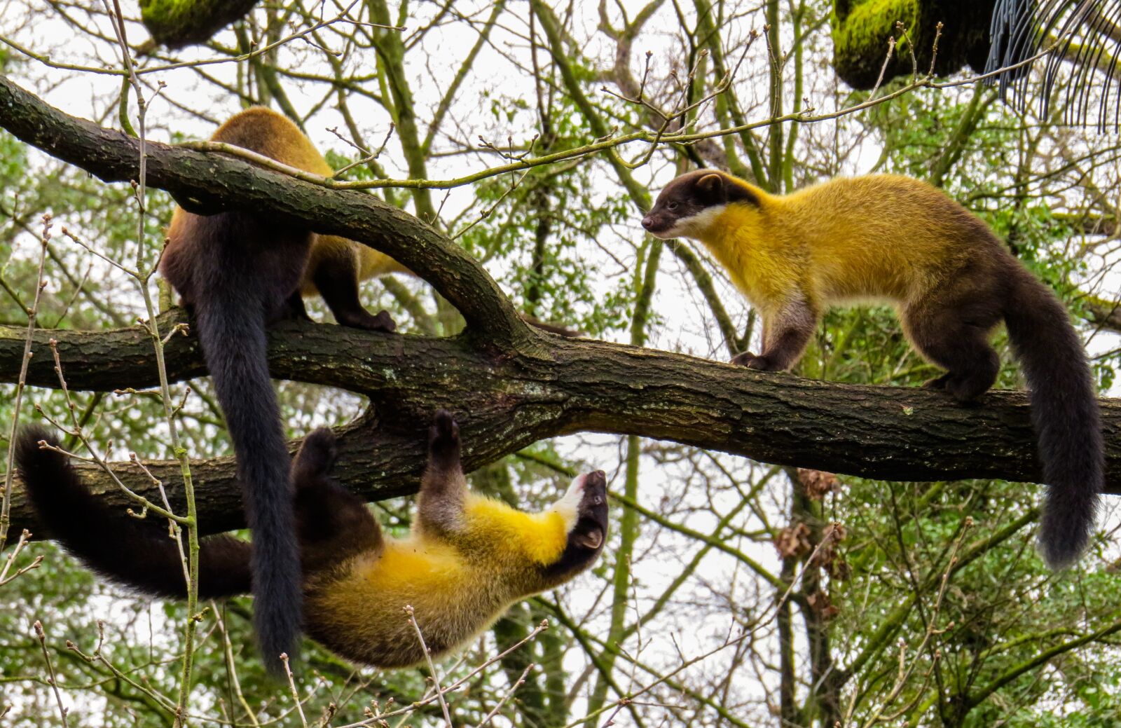 Canon PowerShot SX50 HS sample photo. Animal world, marten, yellow photography