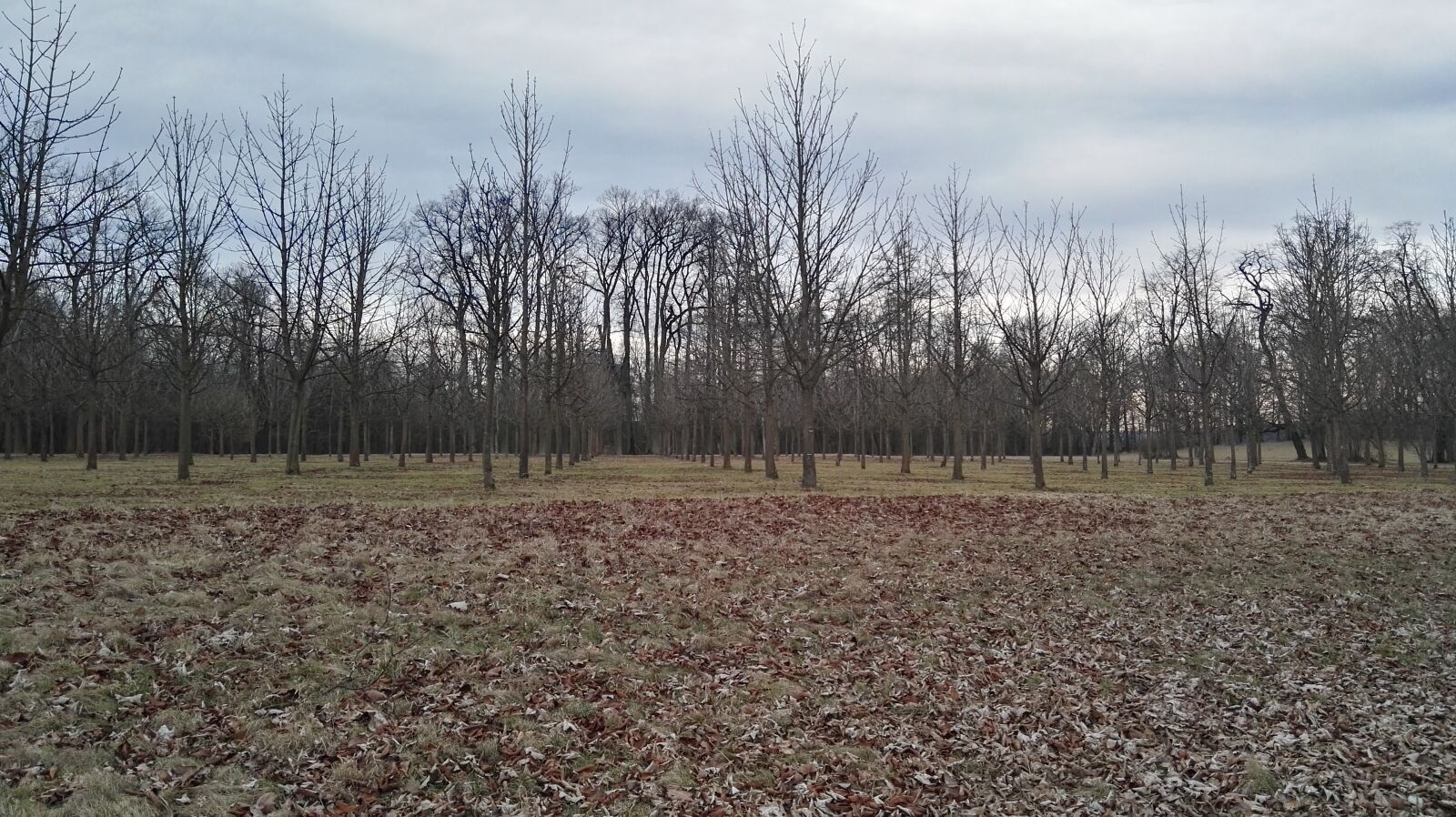HUAWEI P8 sample photo. Field photography
