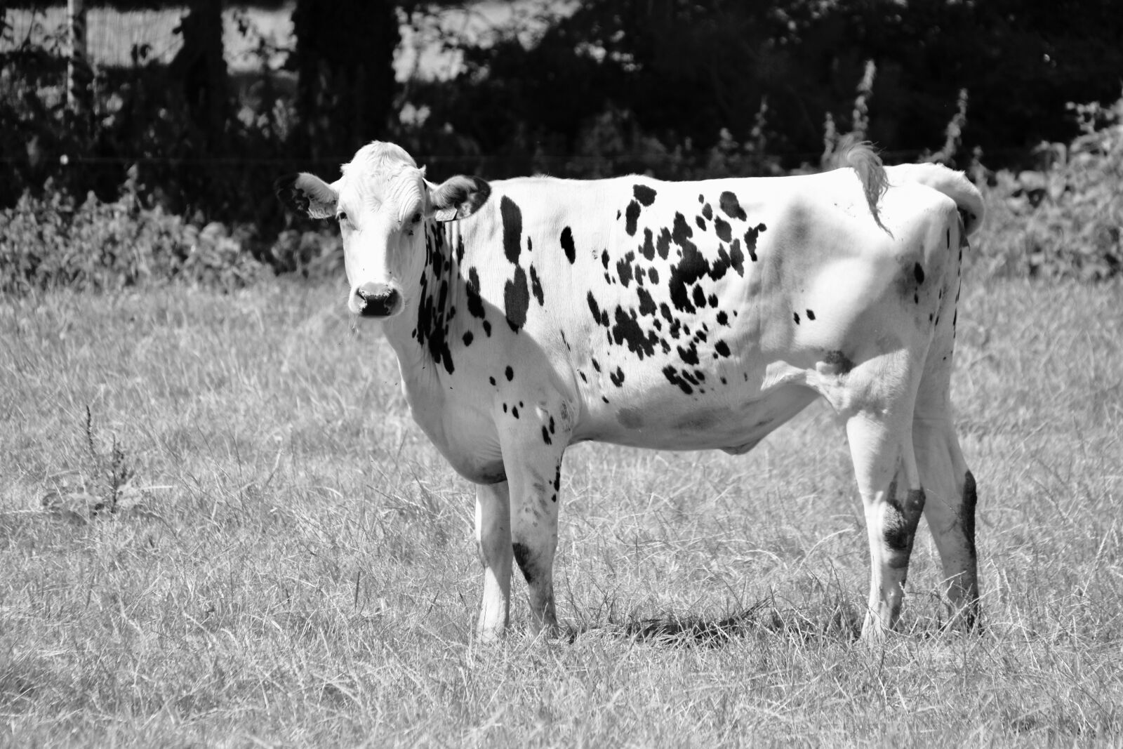 Nikon D5600 sample photo. Cow, black and white photography