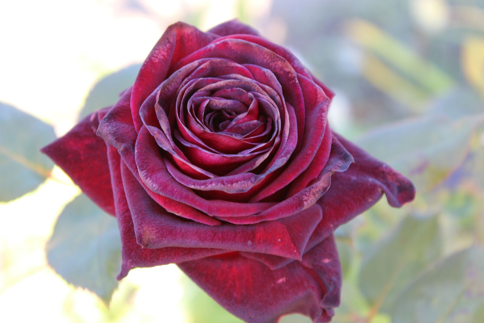 Canon EOS 4000D (EOS Rebel T100 / EOS 3000D) sample photo. Rose, flower, nature photography