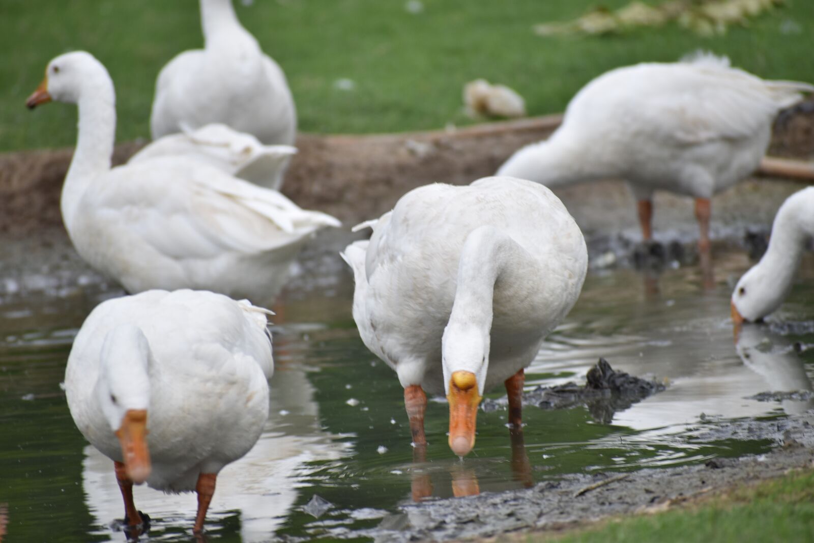 Nikon D5600 sample photo. Ducks, group, enjoying birds photography