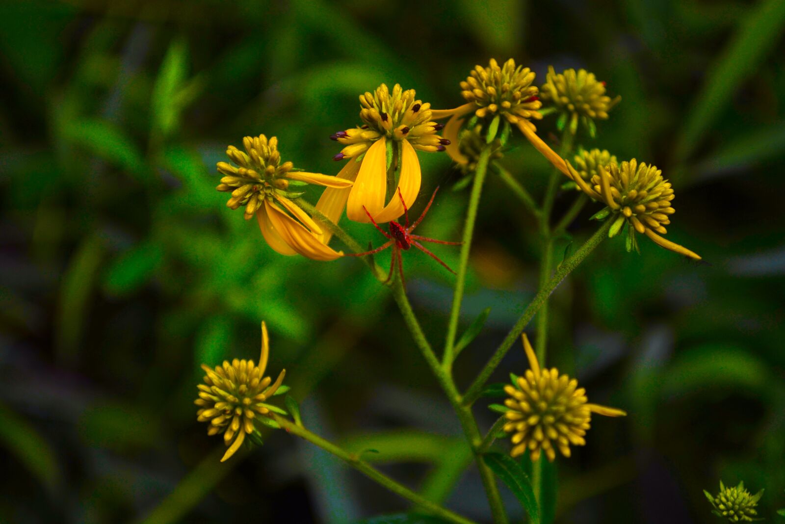 Nikon D5200 sample photo. Nature, spider, flower photography