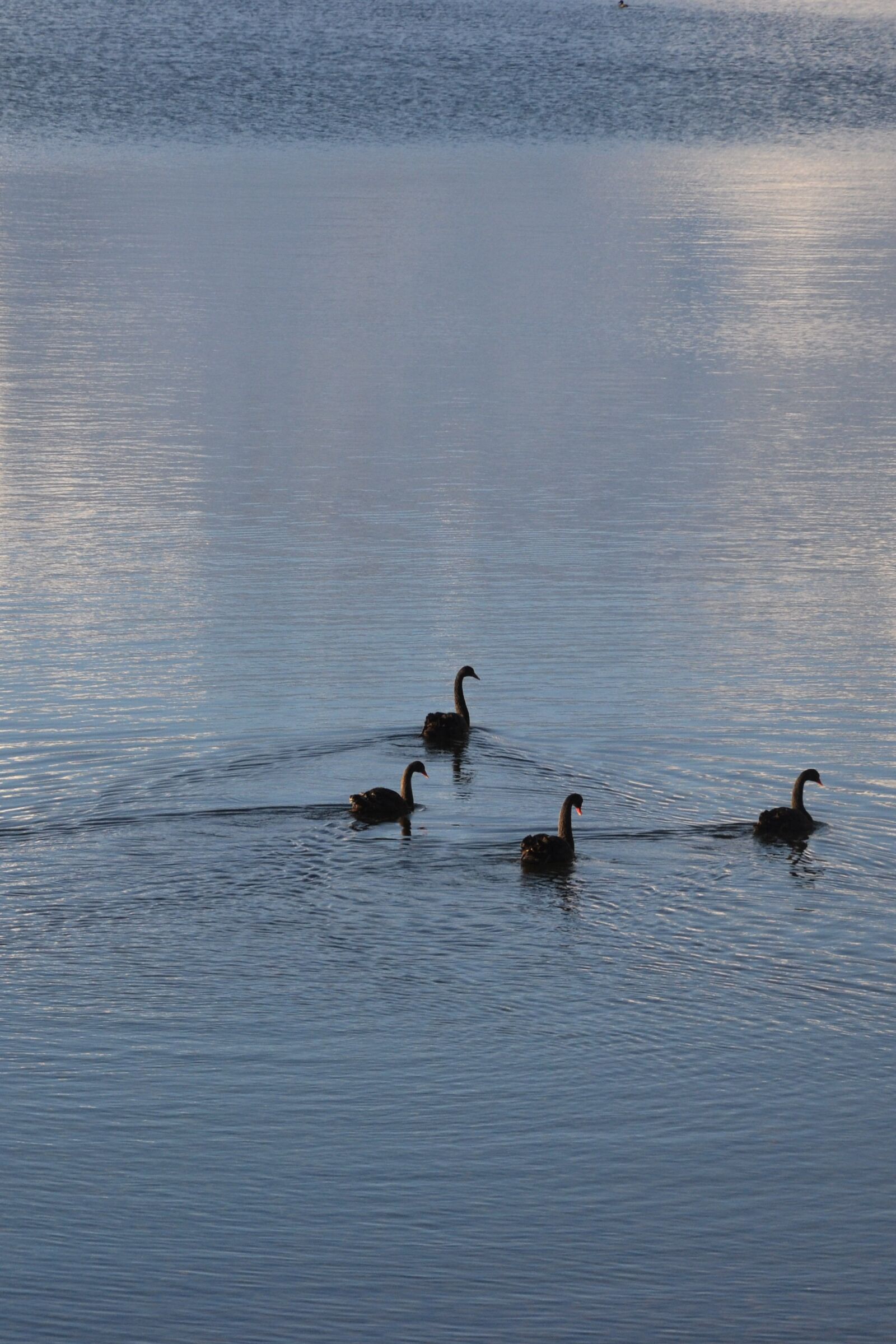 Nikon D3100 sample photo. Lake, new zealand, lake photography