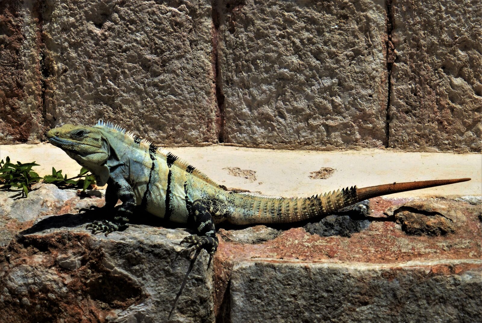 Panasonic Lumix DMC-ZS25 (Lumix DMC-TZ35) sample photo. Nature, reptile, iguana photography
