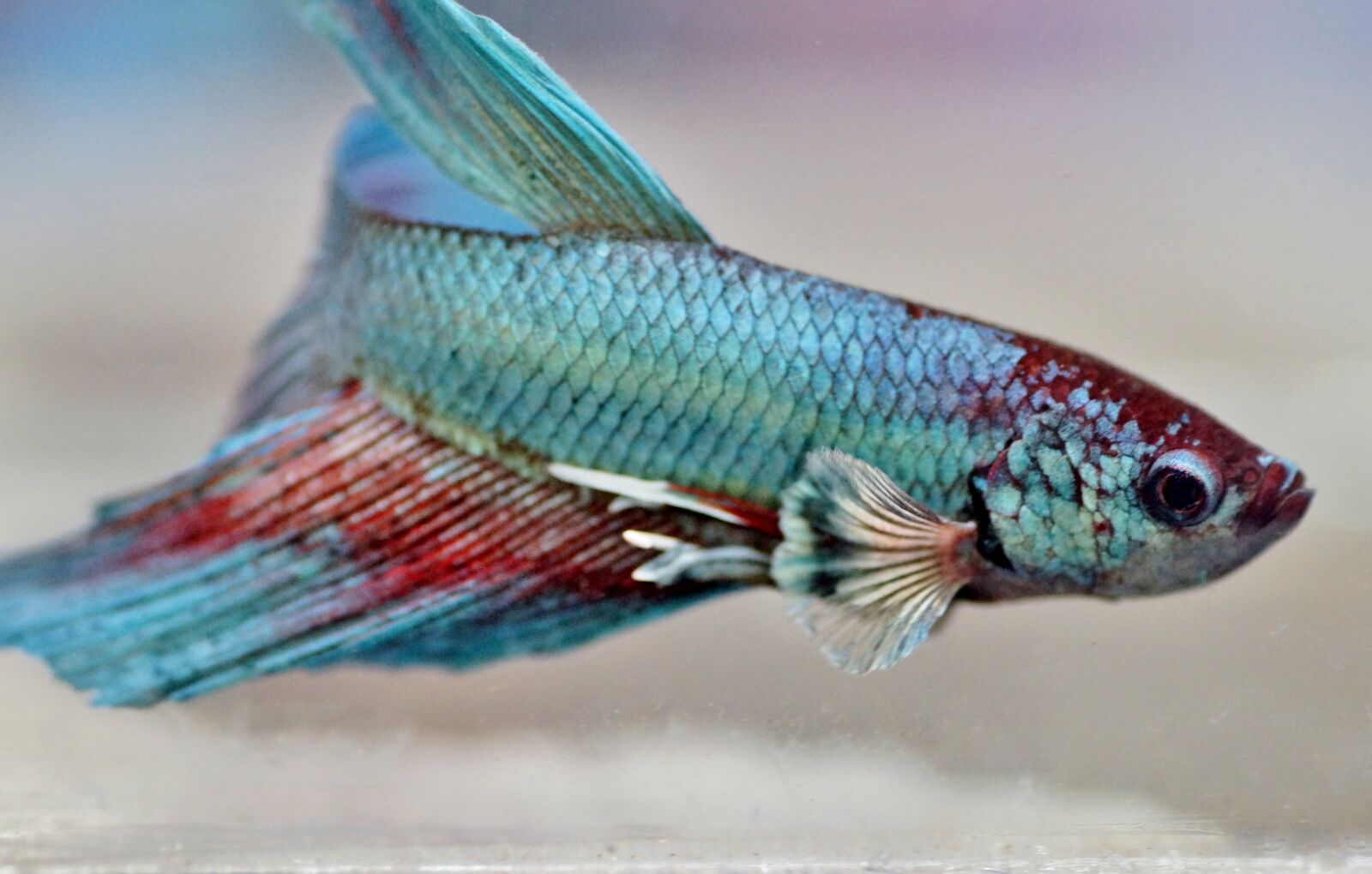 Sony SLT-A58 sample photo. Betta, warrior, aquarium photography