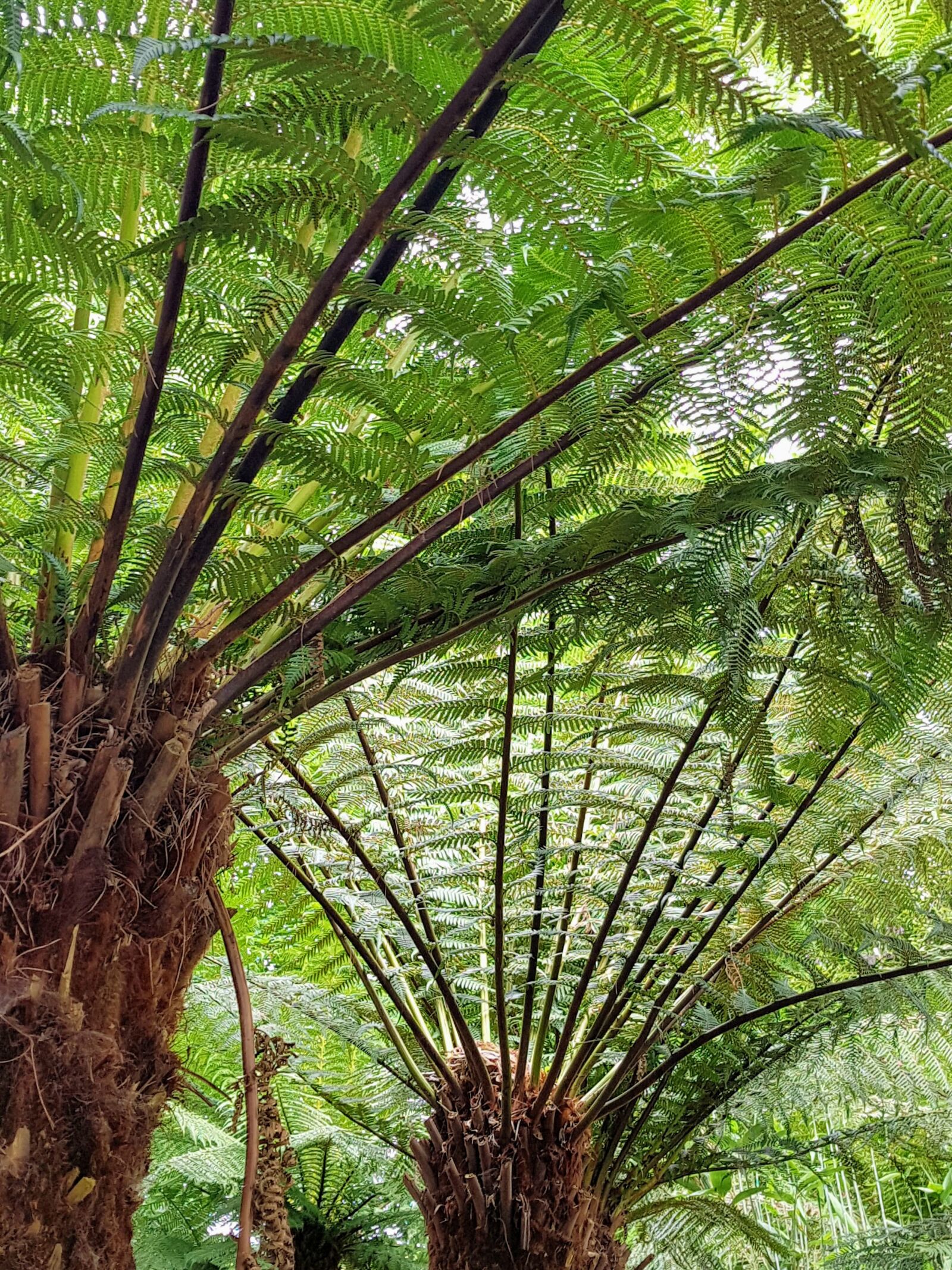 Samsung Galaxy S7 Edge sample photo. Tree ferns, green, canopy photography
