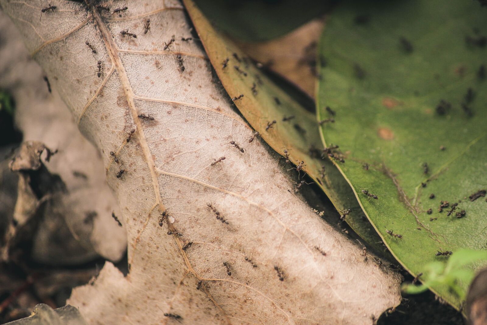 Canon EOS 600D (Rebel EOS T3i / EOS Kiss X5) sample photo. Ants, close-up, insects photography
