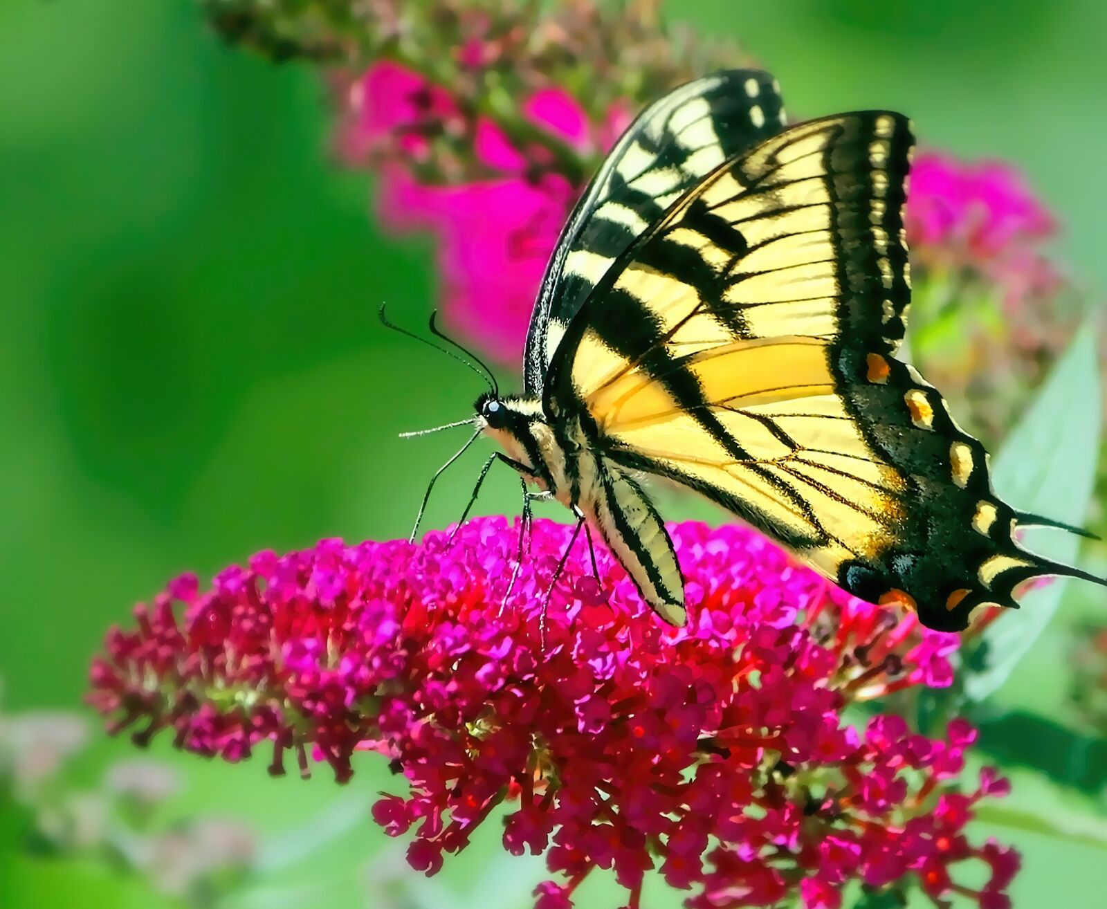 Canon EOS 600D (Rebel EOS T3i / EOS Kiss X5) sample photo. Butterfly, yellow swallowtail, swallowtail photography