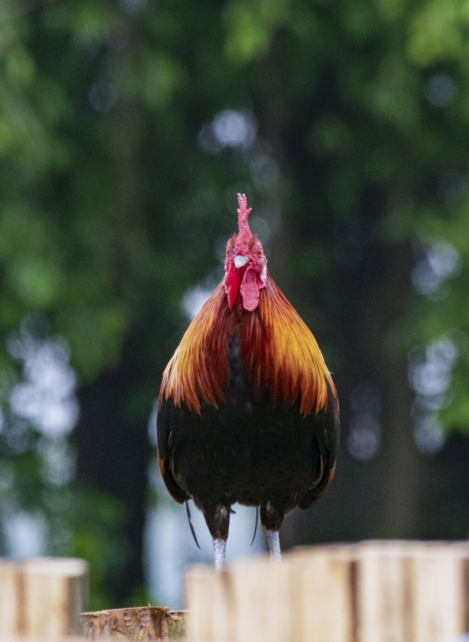 Nikon D810 sample photo. Chicken, rico, delicious photography