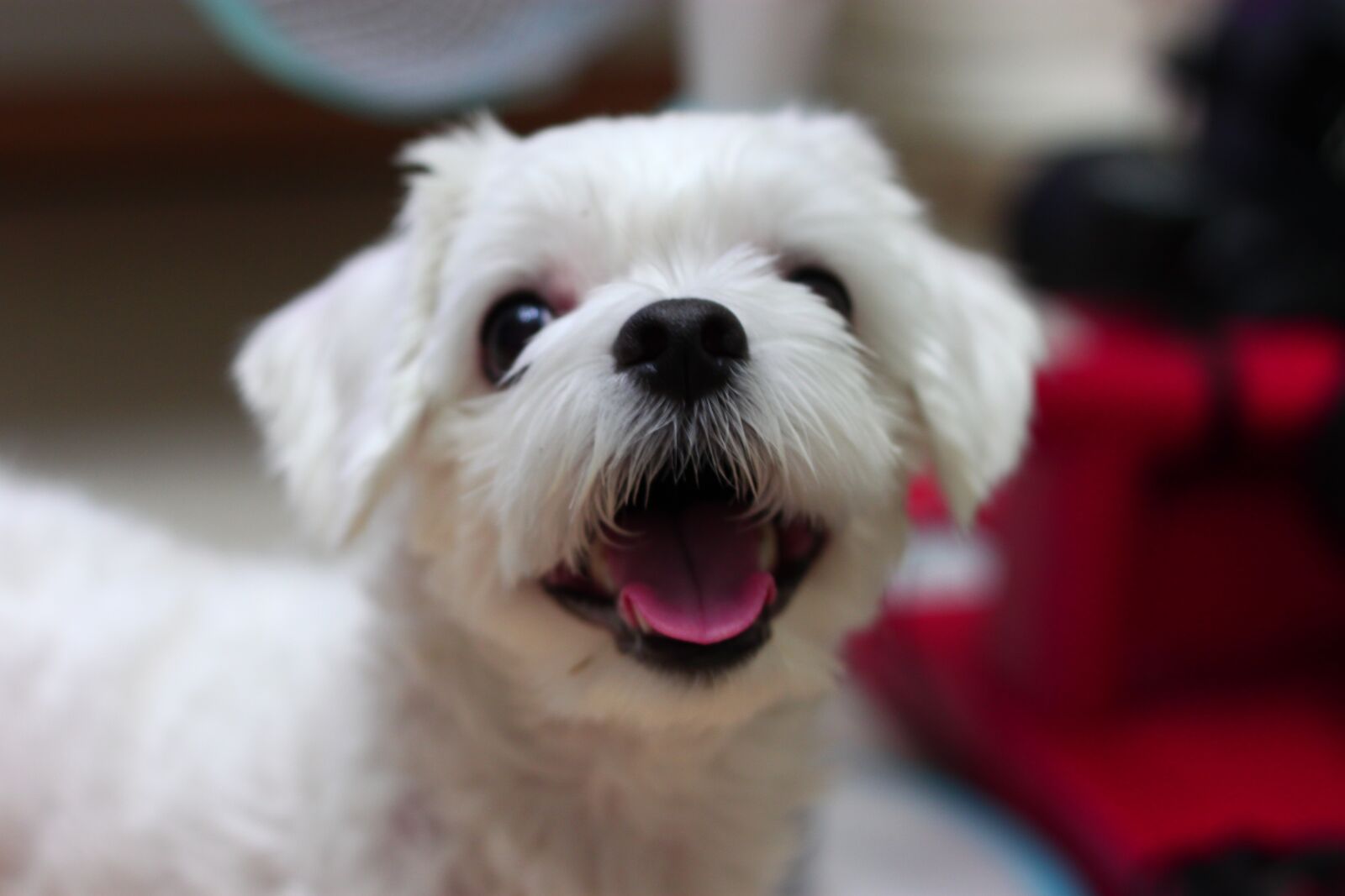 Canon EOS 500D (EOS Rebel T1i / EOS Kiss X3) sample photo. Dog, puppy, animal photography