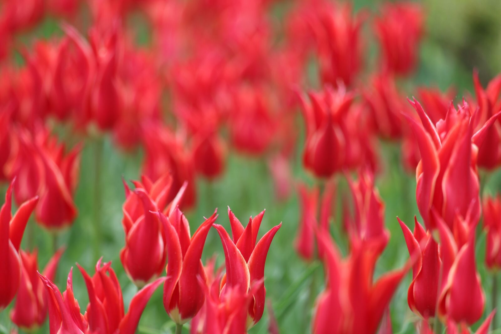 Canon EF-S 55-250mm F4-5.6 IS STM sample photo. Tulip, flowers, spring photography