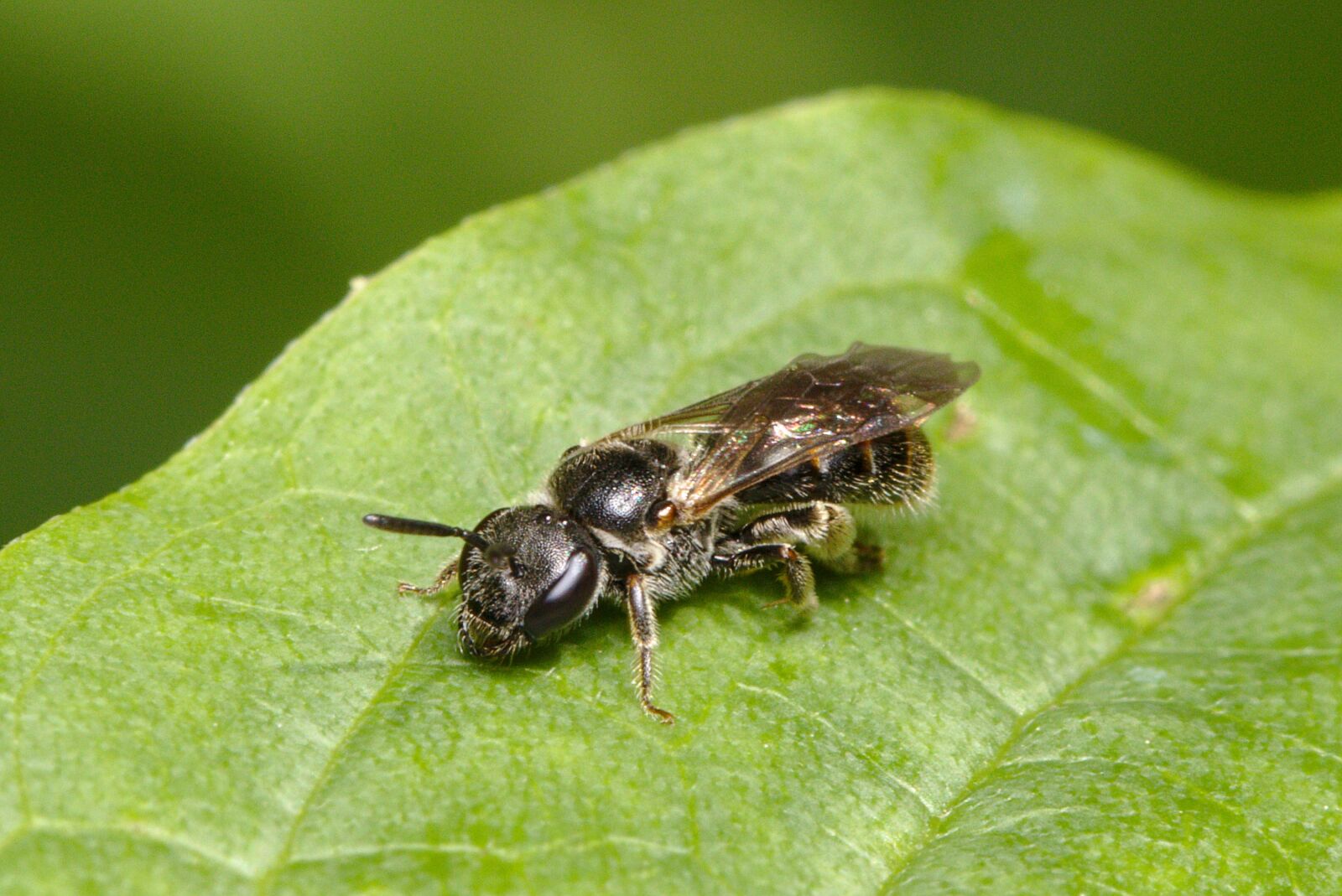 Canon EOS M5 sample photo. Wild bee, bee, close photography