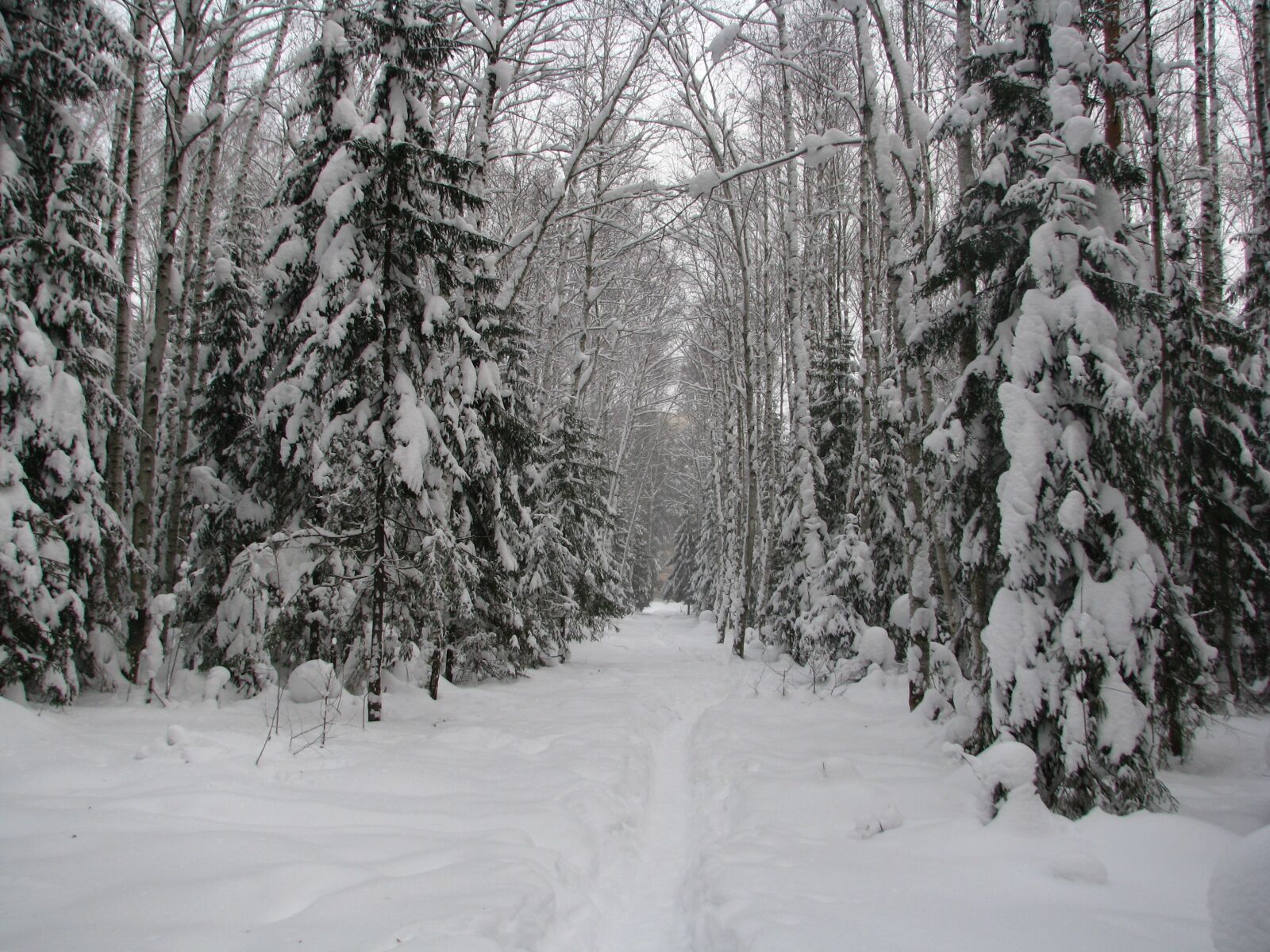 Canon POWERSHOT S5 IS sample photo. Forest trail, snow, frost photography