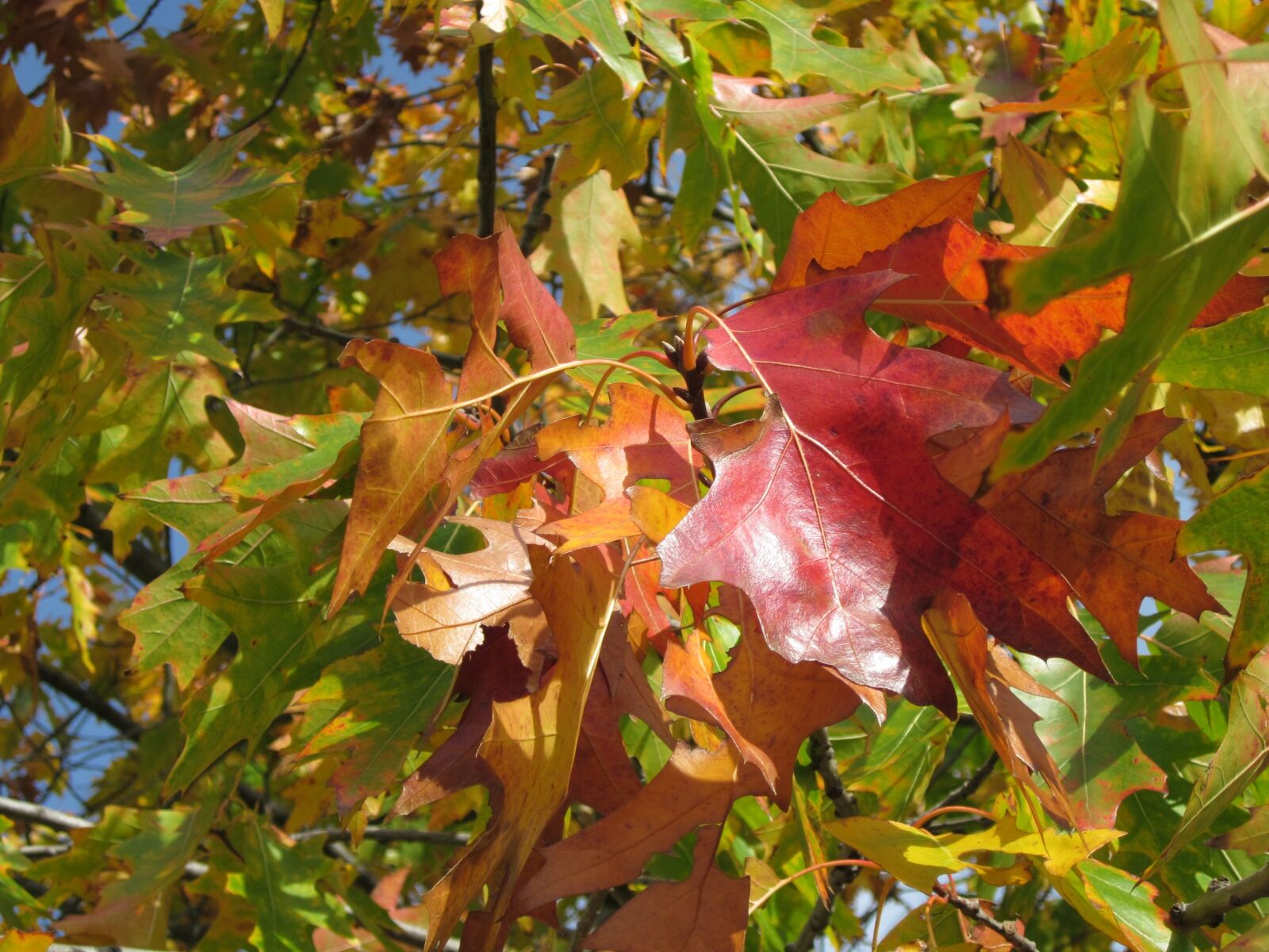 Canon PowerShot A1200 sample photo. Quercus rubra, northern red photography