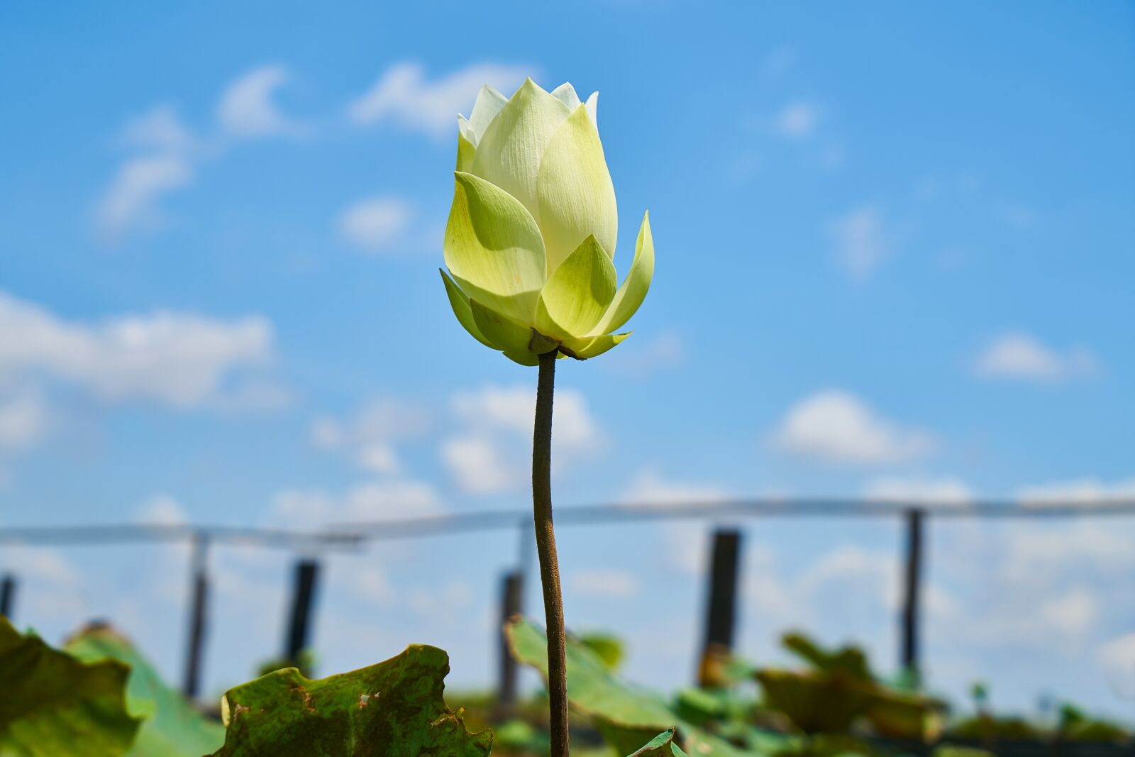 Sony a7R II sample photo. Lotus, flower, nature photography