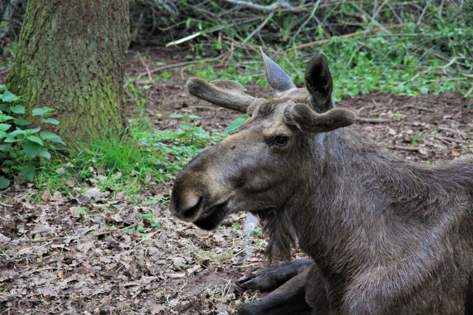 Canon EOS 500D (EOS Rebel T1i / EOS Kiss X3) sample photo. Moose, nature, animal world photography