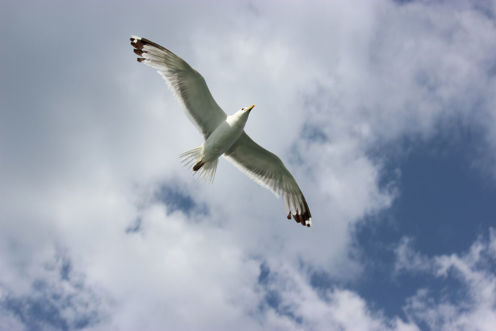 Canon EOS 600D (Rebel EOS T3i / EOS Kiss X5) sample photo. Bird, seagull, flight photography