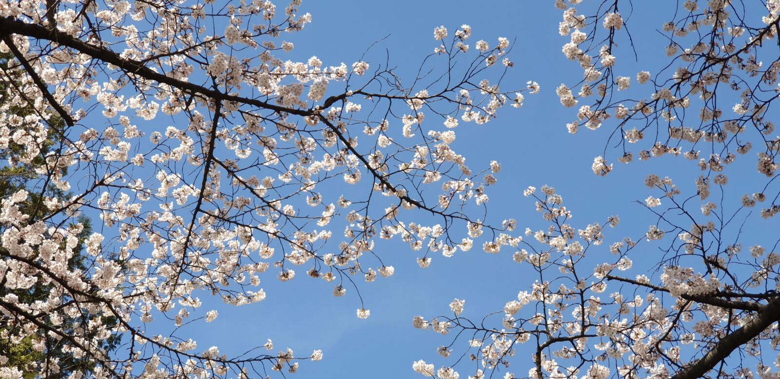 Samsung Galaxy Note9 sample photo. Spring, nature, plants photography