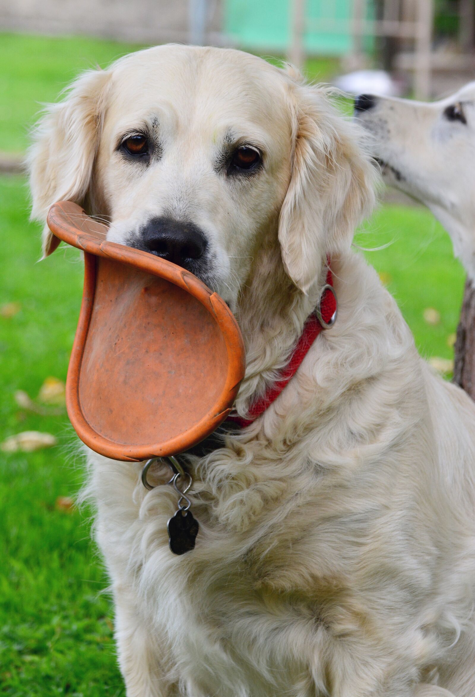 Nikon D5200 sample photo. Golden retriever, dog, dog photography