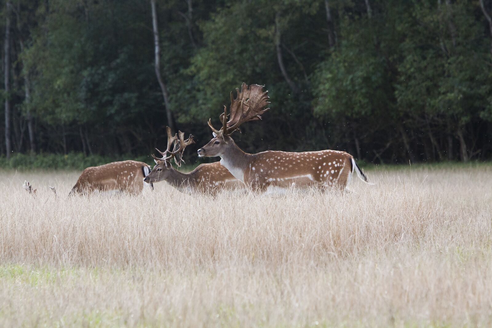 Canon EF 70-200mm F2.8L IS USM sample photo. Deer, fallow deer, antlers photography