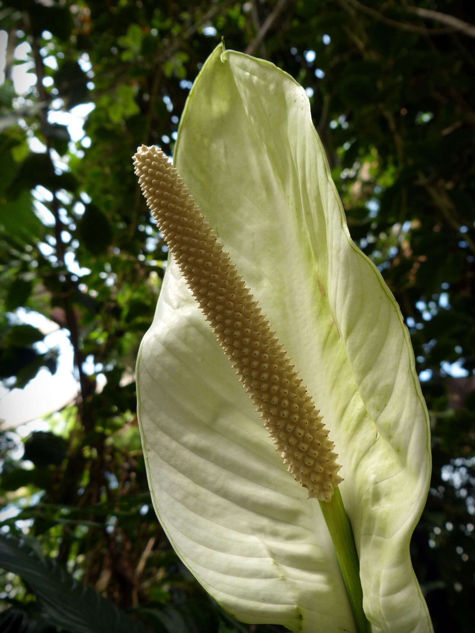 Panasonic Lumix DMC-FZ200 sample photo. Monstera deliciosa, plant, blossom photography