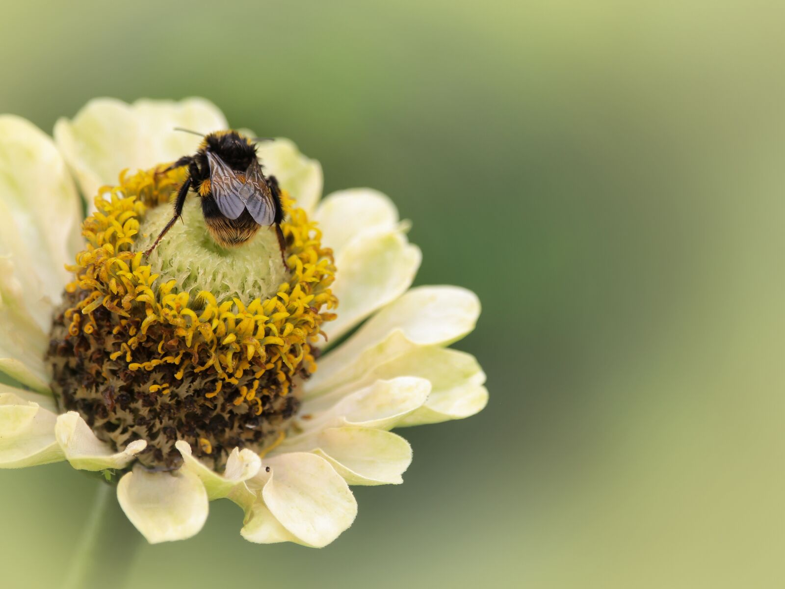 Canon EF-S 55-250mm F4-5.6 IS STM sample photo. Bumblebee, yellow, insect photography