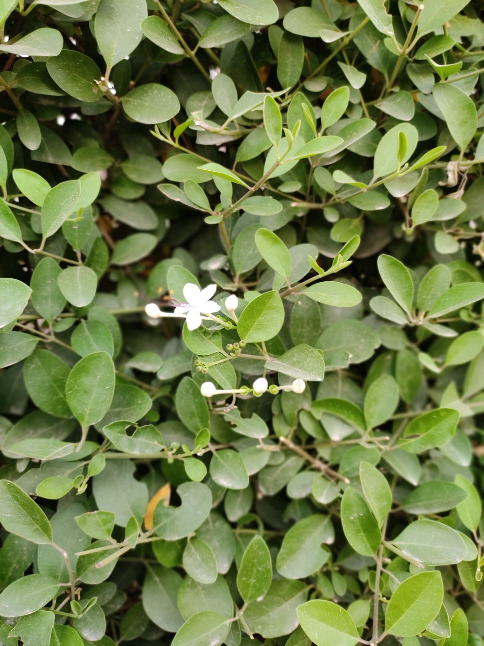 Xiaomi Redmi Note 7 Pro sample photo. Leaves, nature, flower photography
