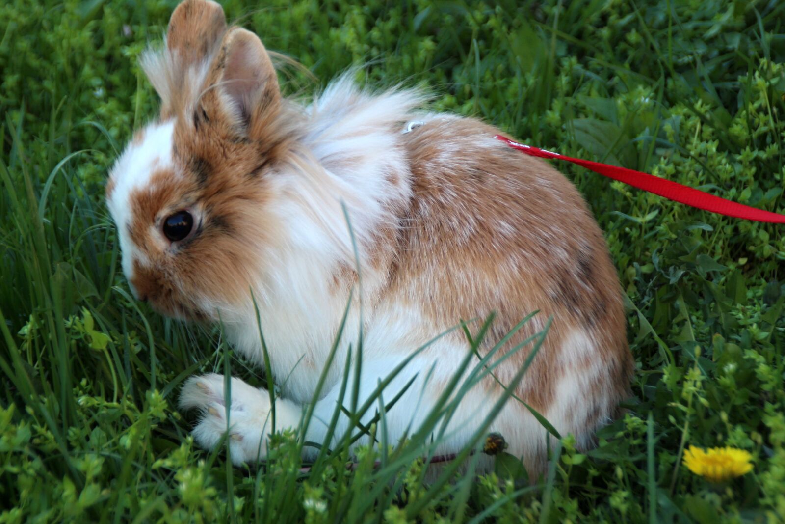 Canon EOS 1300D (EOS Rebel T6 / EOS Kiss X80) sample photo. The rabbit the lion's photography