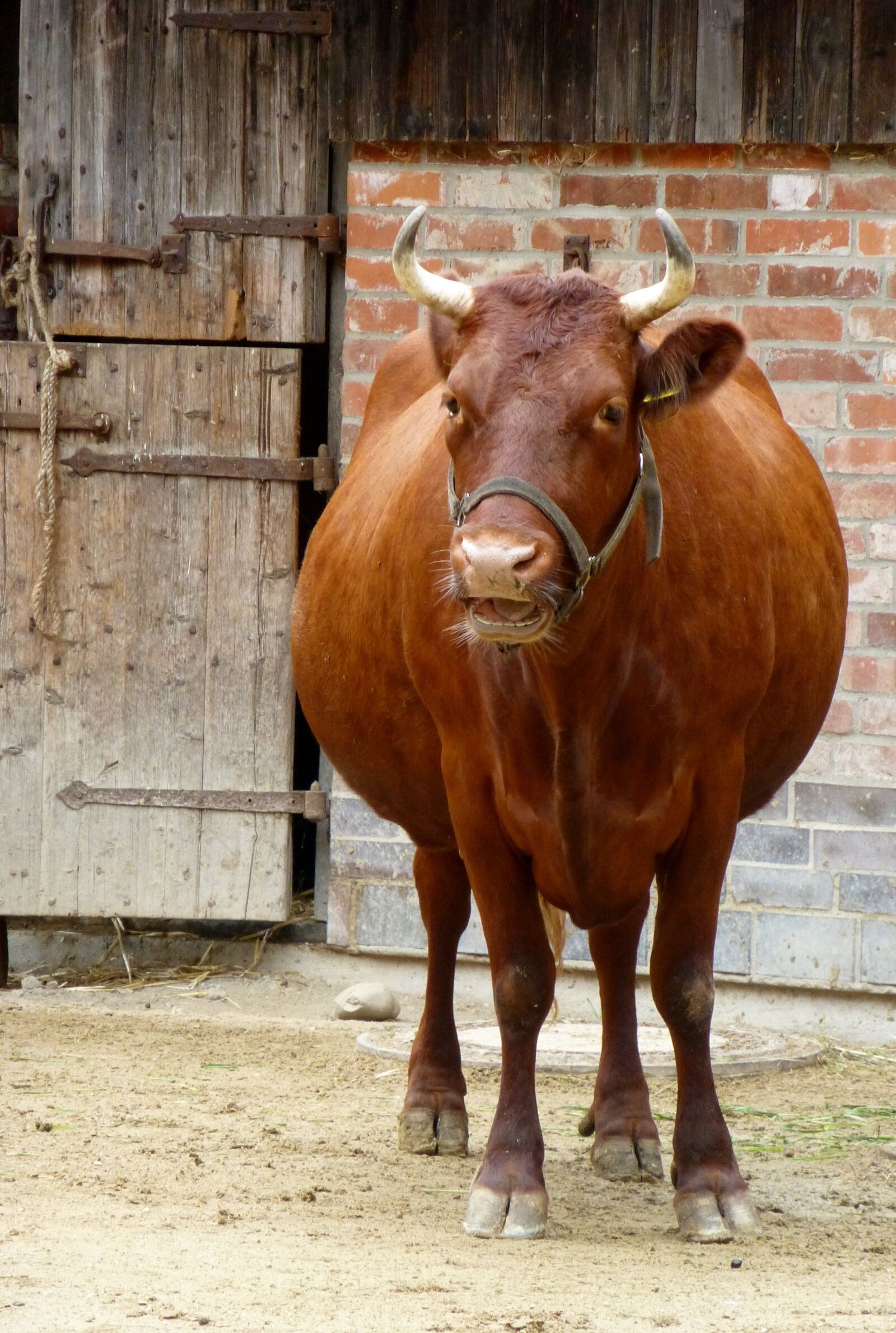 Panasonic DMC-TZ31 sample photo. Cow, farm, livestock photography