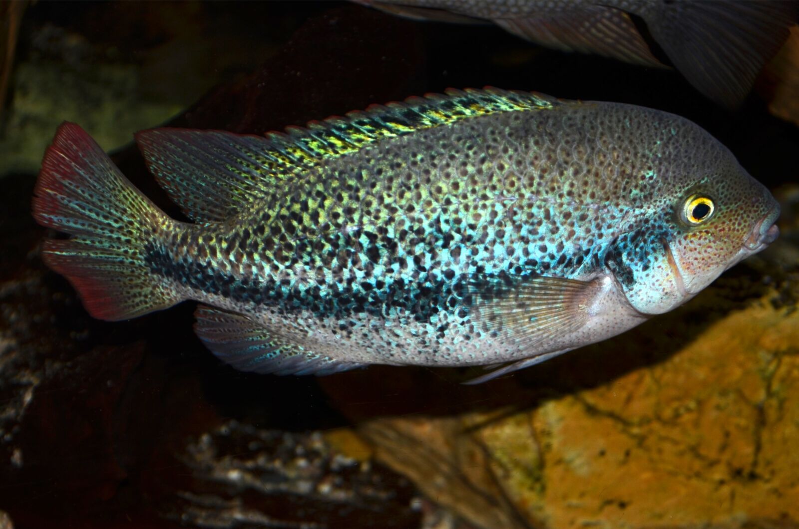 Nikon D5100 sample photo. Vieja, zonata, cichlids photography