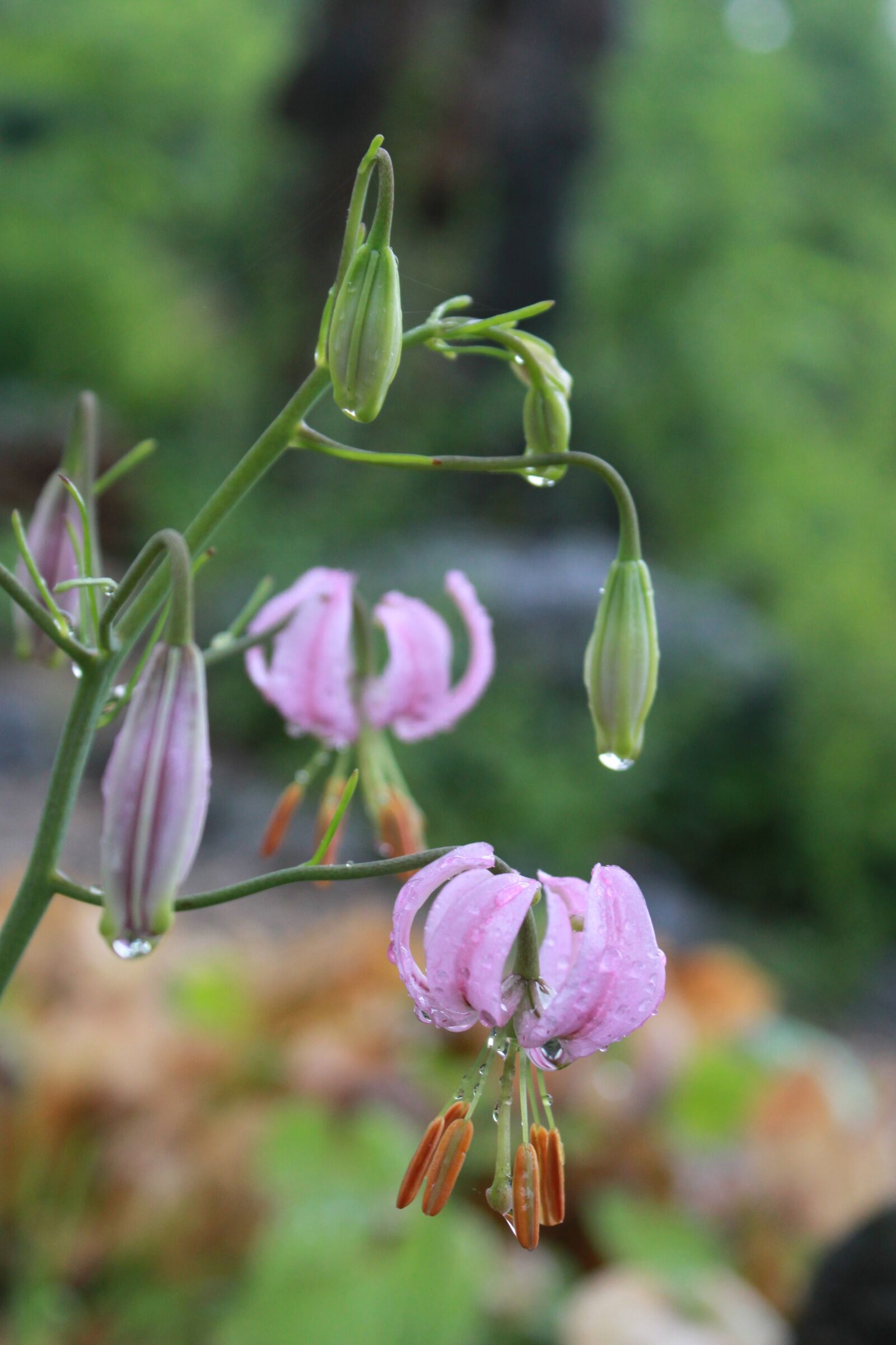 Canon EOS 500D (EOS Rebel T1i / EOS Kiss X3) sample photo. How do, wildflower, flowers photography