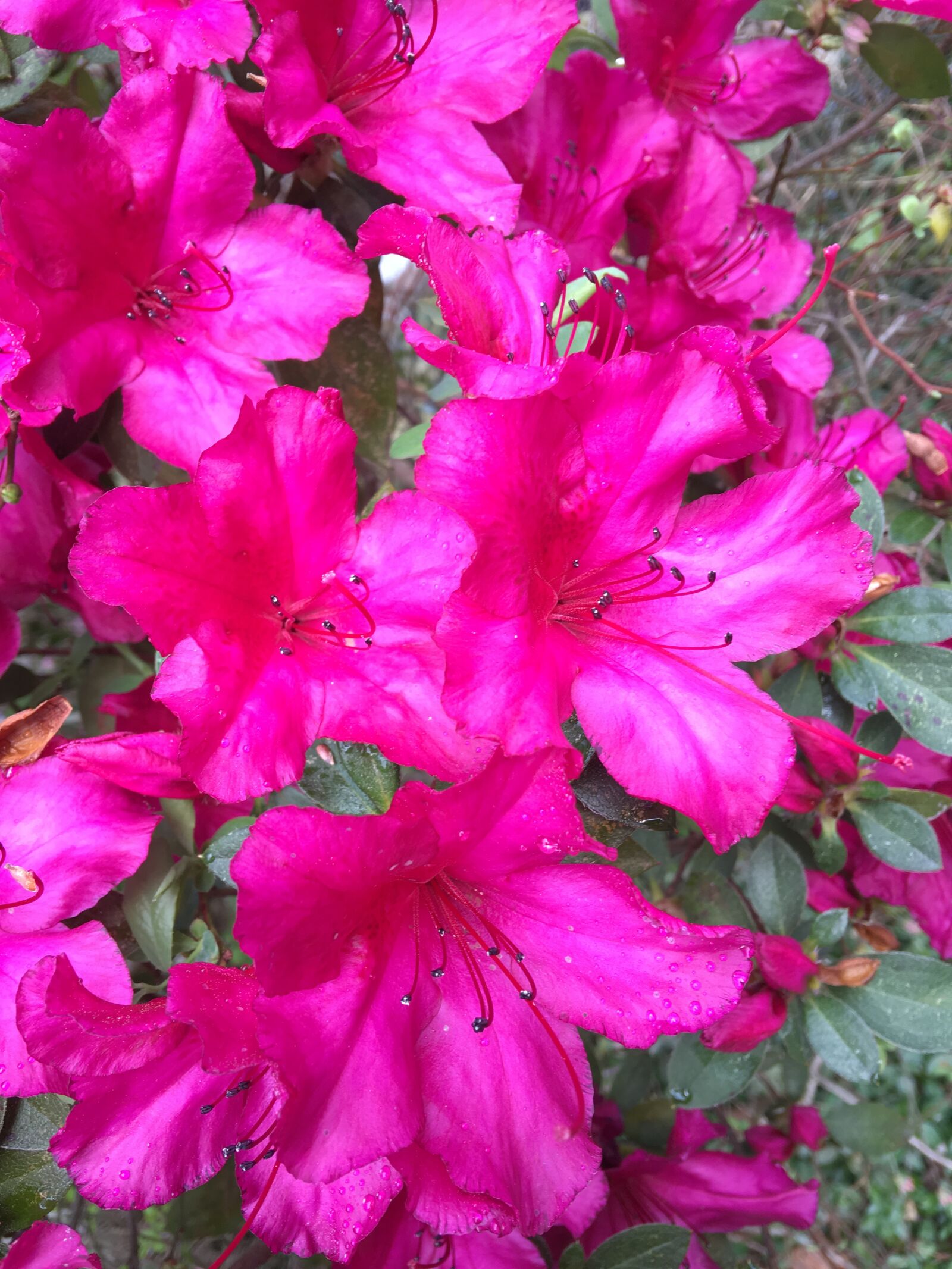 iPhone 6s Plus back camera 4.15mm f/2.2 sample photo. Azaleas, purple flowers, pink photography