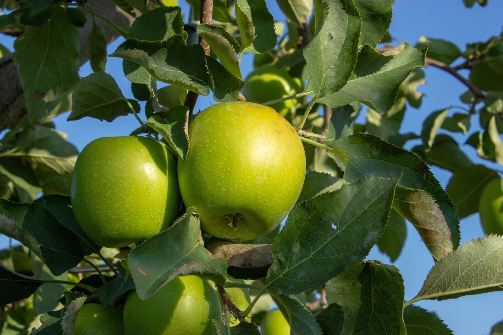 Canon EOS 600D (Rebel EOS T3i / EOS Kiss X5) sample photo. Green apple, granny smith photography