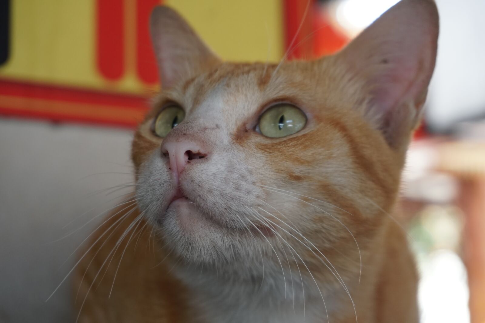 Sony a6300 sample photo. Cat, orange, animals photography