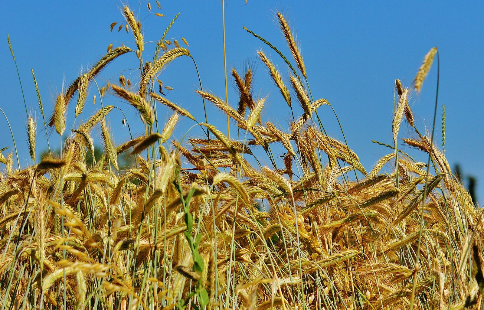 Nikon D3200 sample photo. Grain, cornfield, field photography