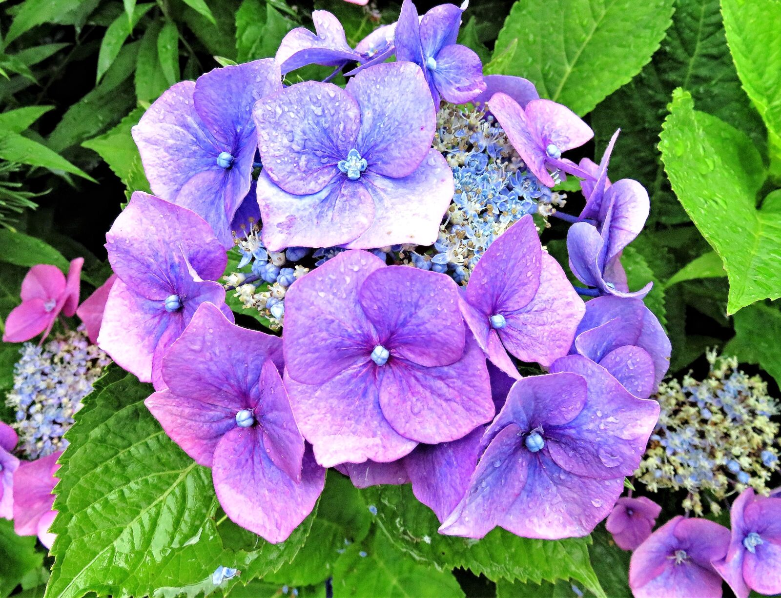 Canon PowerShot SX710 HS sample photo. Plant, flower, hydrangea photography