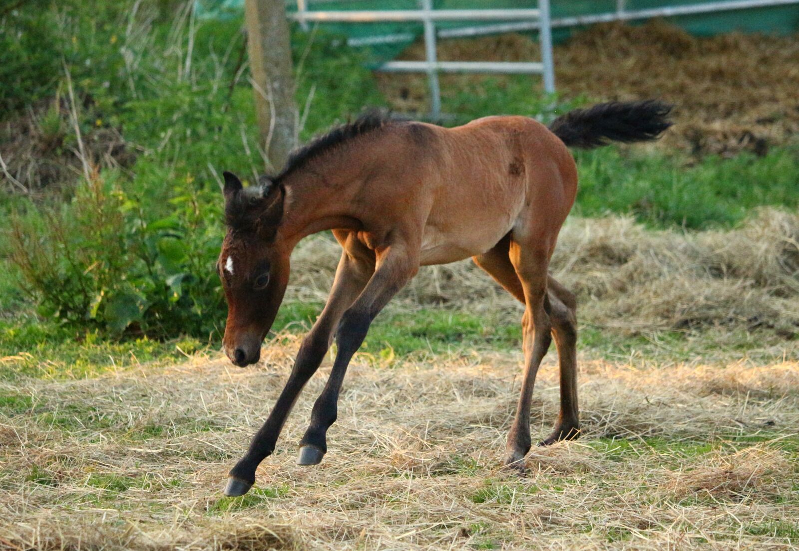 Canon EOS 100D (EOS Rebel SL1 / EOS Kiss X7) sample photo. Horse, foal, thoroughbred arabian photography
